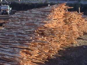 Pinhal Nova Toros Postes Madeiras Tratadas